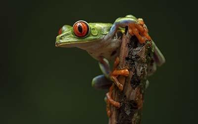 Cruises to Costa Rica