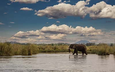 Zambezi River Cruises